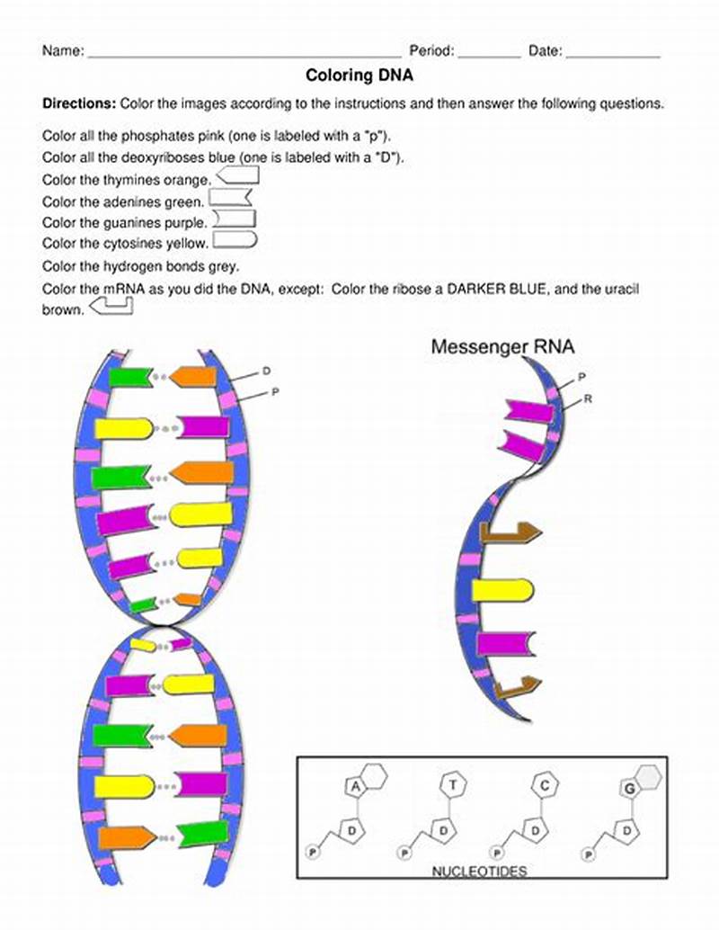 Dna Replication Coloring Worksheet Answer