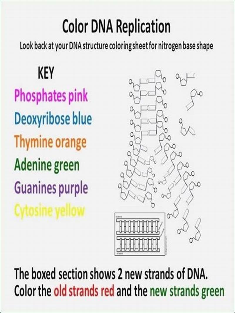 Dna Replication Coloring Worksheet Answer Key