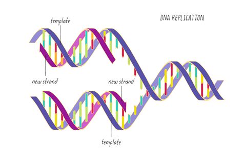 Dna Replication Template