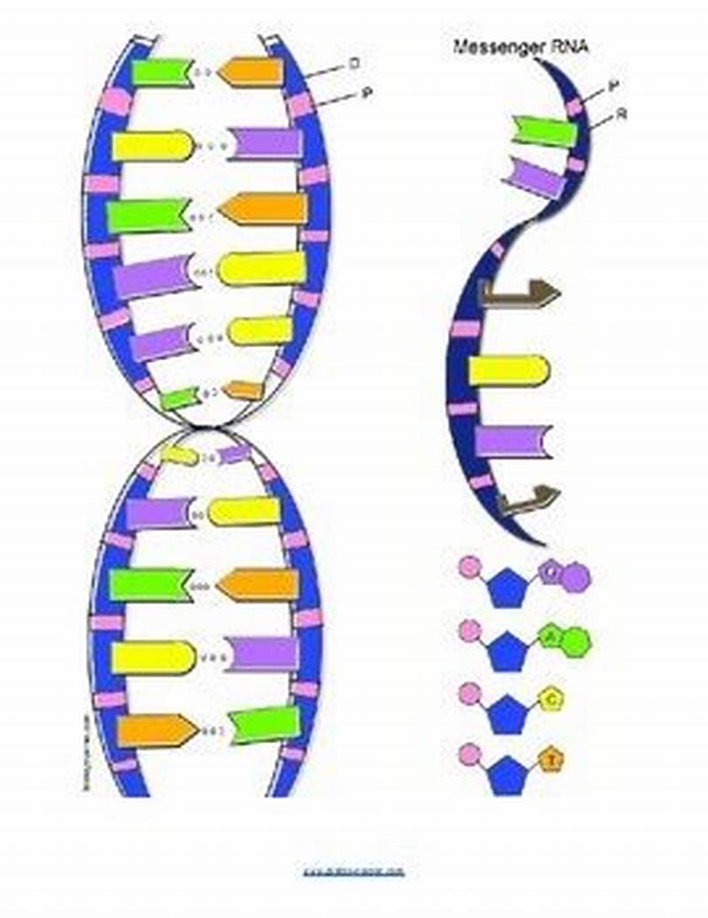 Dna Structure Coloring Answer Key
