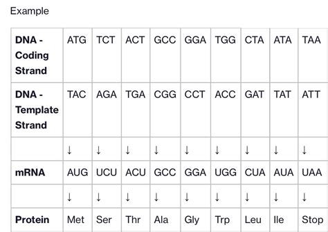 Dna Template Sequence