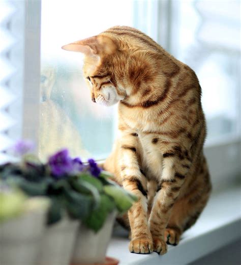 Do cats get stressed when left alone