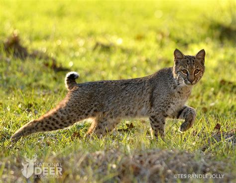 Do cats really destroy wildlife