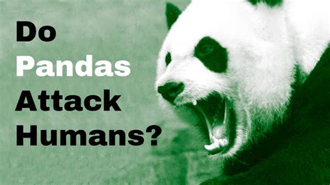 Do pandas ever attack humans