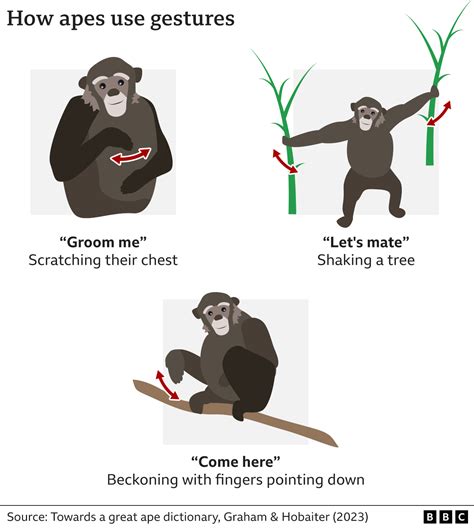 Do primates have language