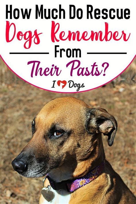 Do rescue dogs have problems