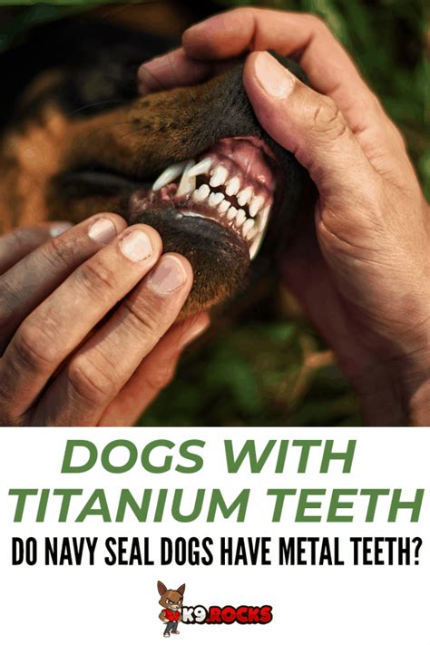 Do they put titanium teeth in dogs
