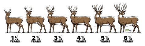 Doe Aging Chart