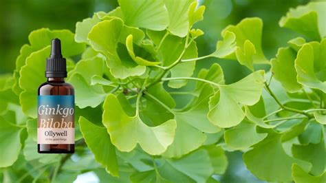 Does ginkgo biloba help with memory