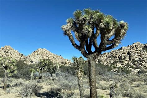 Does the Joshua Tree move