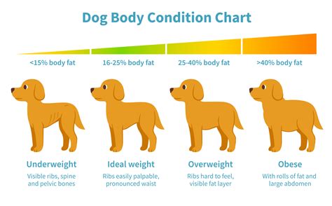 Dog's Weight