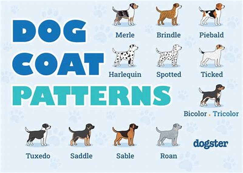 Dog Color Pattern Names