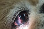 Dog Eye Ulcer Not Healing