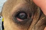 Dog Got an Eye Ulcer