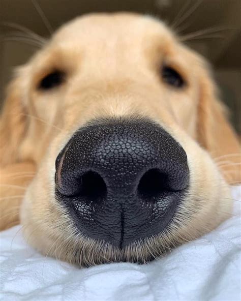 Dog Nose