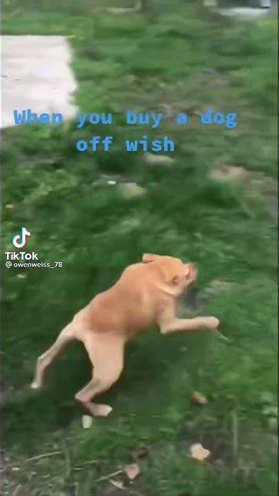Dog Off Wish
