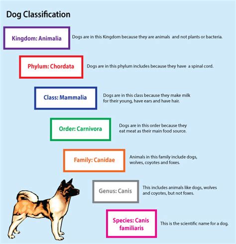 Dog Scientific Classification Chart