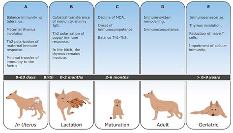 Dogs immune system