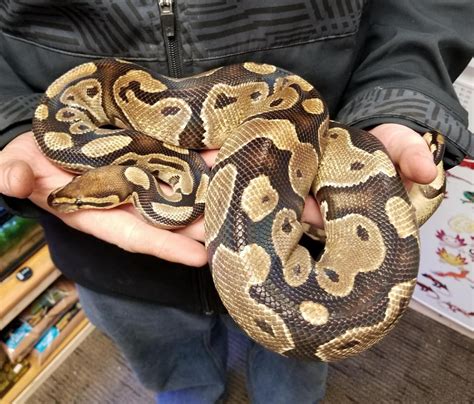 Domestic Python's Size