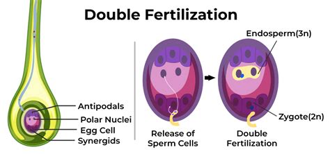 Fertilisasi Ganda