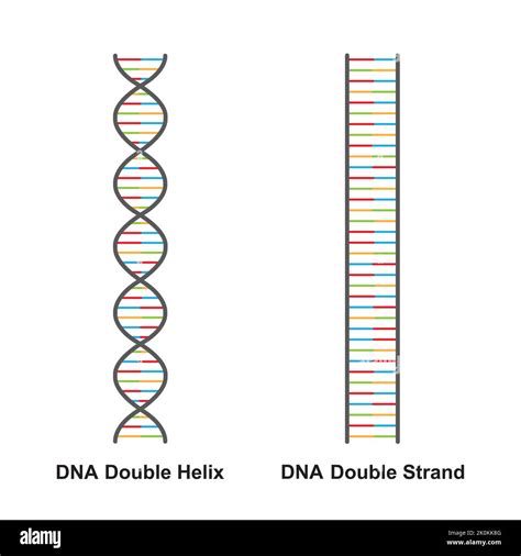 Struktur Untai Double Helix vs Untai Tunggal