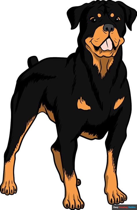 Drawing A Rottweiler