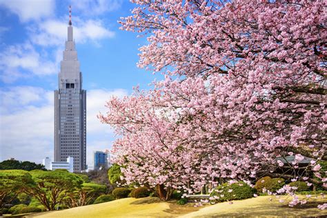 Dress bunga sakura Musim Semi Jepang