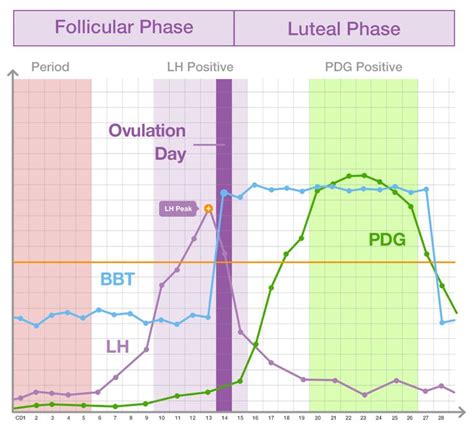 E3g Hormone Levels Chart