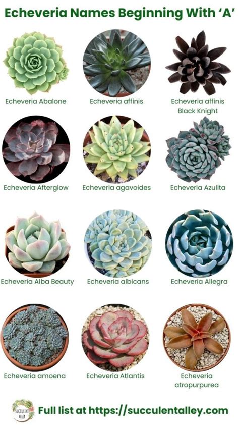 Echeveria Identification Chart