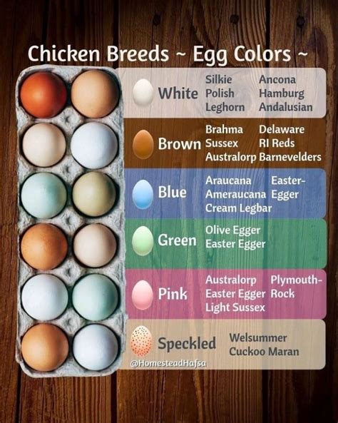 Egg Colour Chart