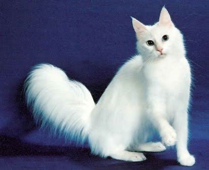 Ekor Kucing Anggora