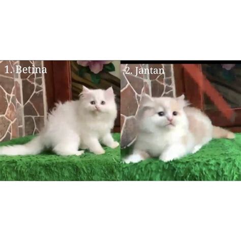 Ekor Kucing Persia