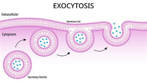 Eksositosis