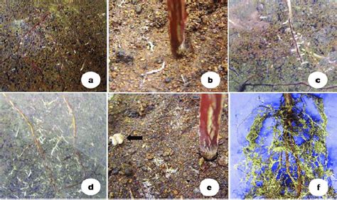 Ektomikoriza