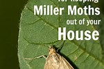 Eliminate House Moths