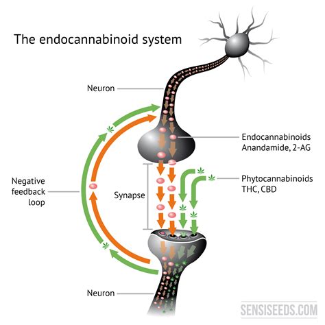 Bagaimana CBD Bekerja dalam Tubuh? (Sistem Endokannabinoid)