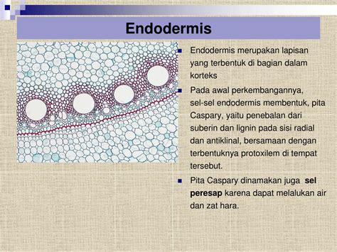 Endodermis Akar