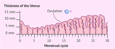 Endometrial Thickness Chart
