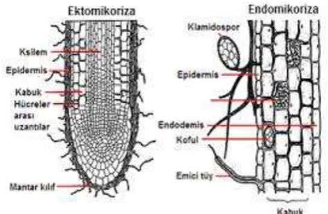 Endomikoriza Arbuskular