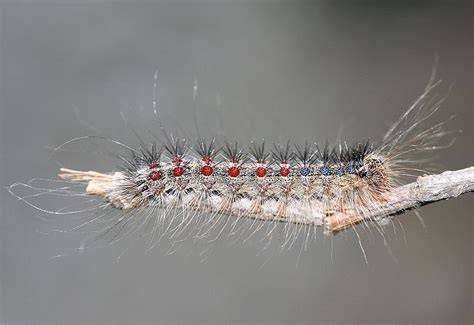 Entomophaga maimaiga (Jamur Entomopatogen)