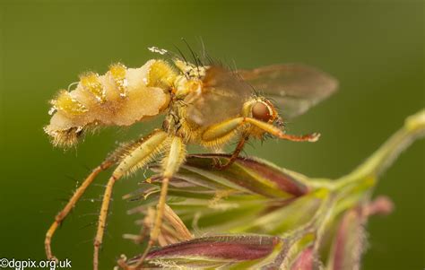 Entomophthora muscae