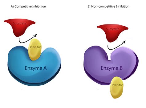 Enzyme structure image