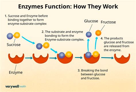 Enzymes working in cells
