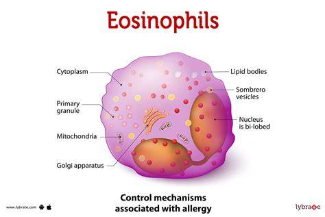 Eosinophil function