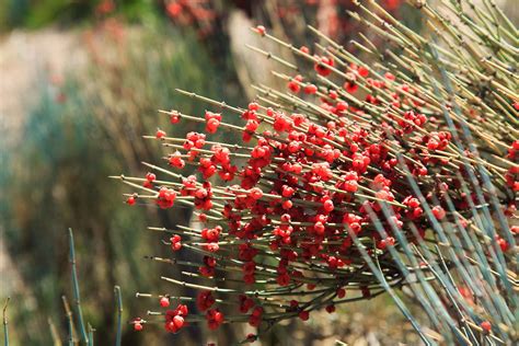 Ephedra plant