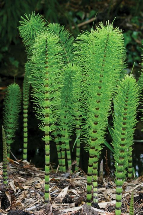 Equisetophyta Equisetum