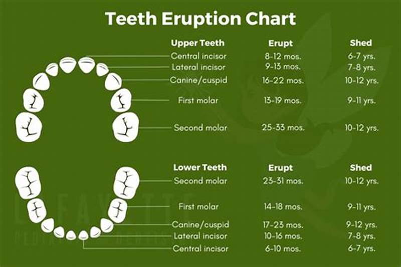 Eruption Pattern Teeth
