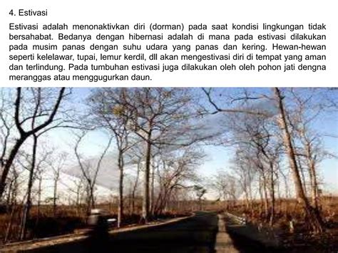 Estivasi