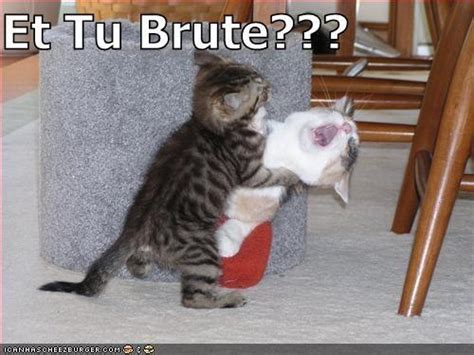 Brute Kitten