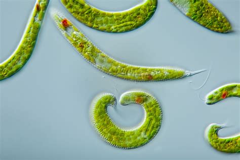 Euglena